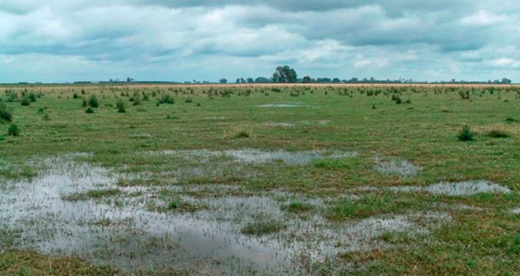 Efecto de las lluvias en los cultivos de invierno podría aumentar área de soja 17/18