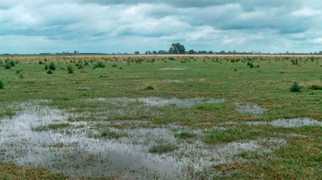 Efecto de las lluvias en los cultivos de invierno podría aumentar área de soja 17/18